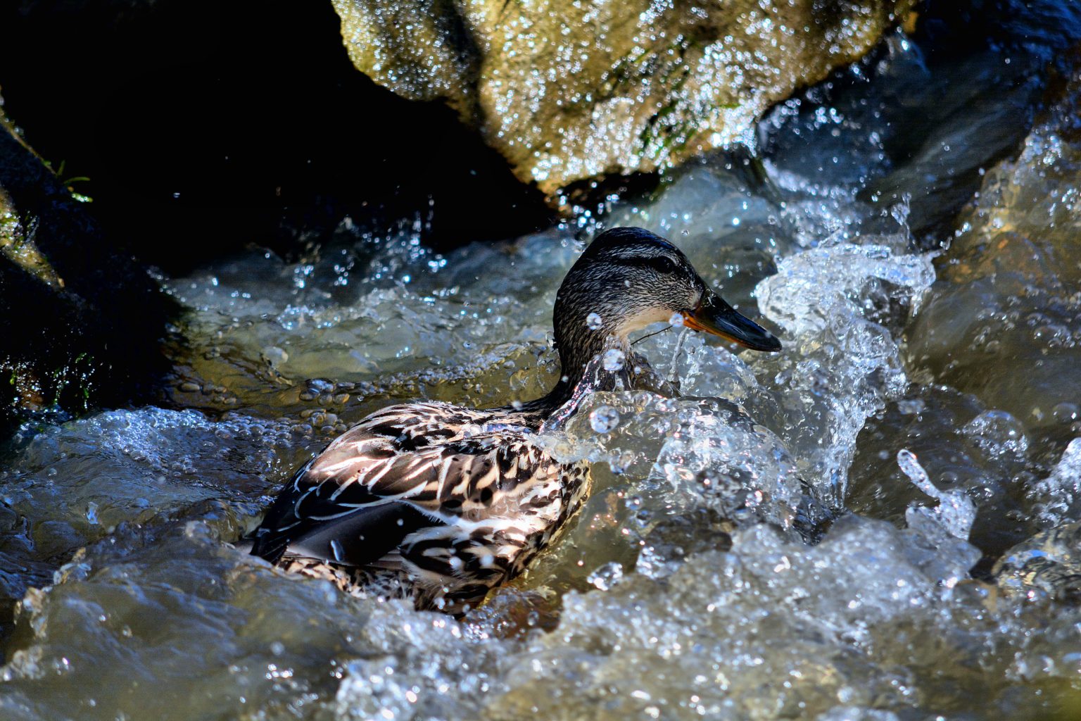 Valokuvaaja: Kari Laakkonen