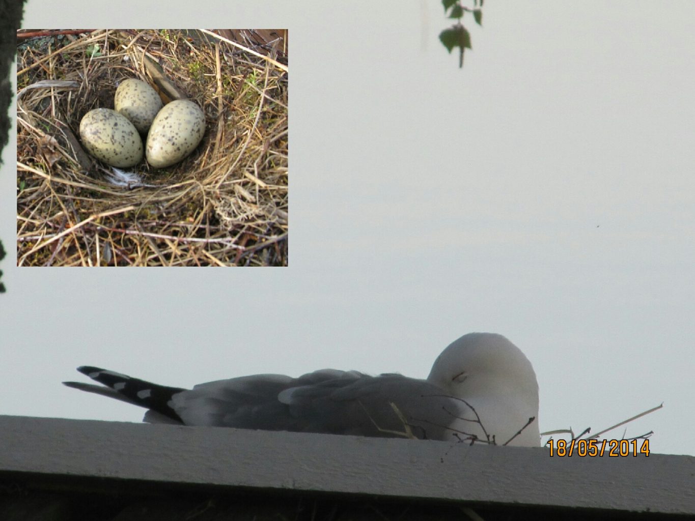 Valokuvaaja: Tuula Makkonen