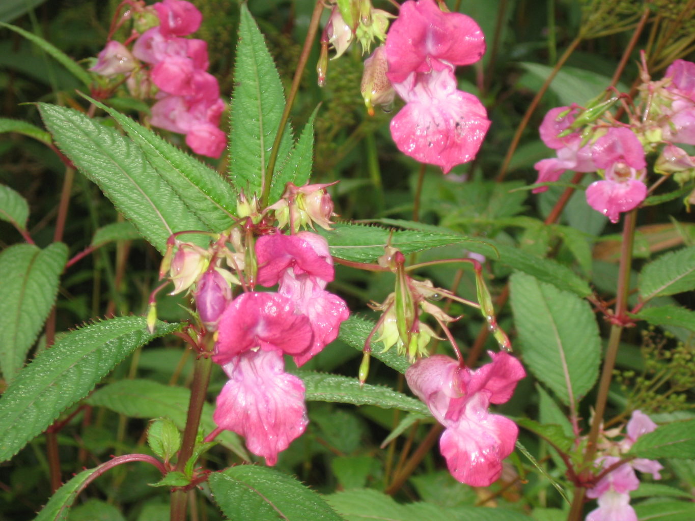 Valokuvaaja: Tarja Kaltiomaa