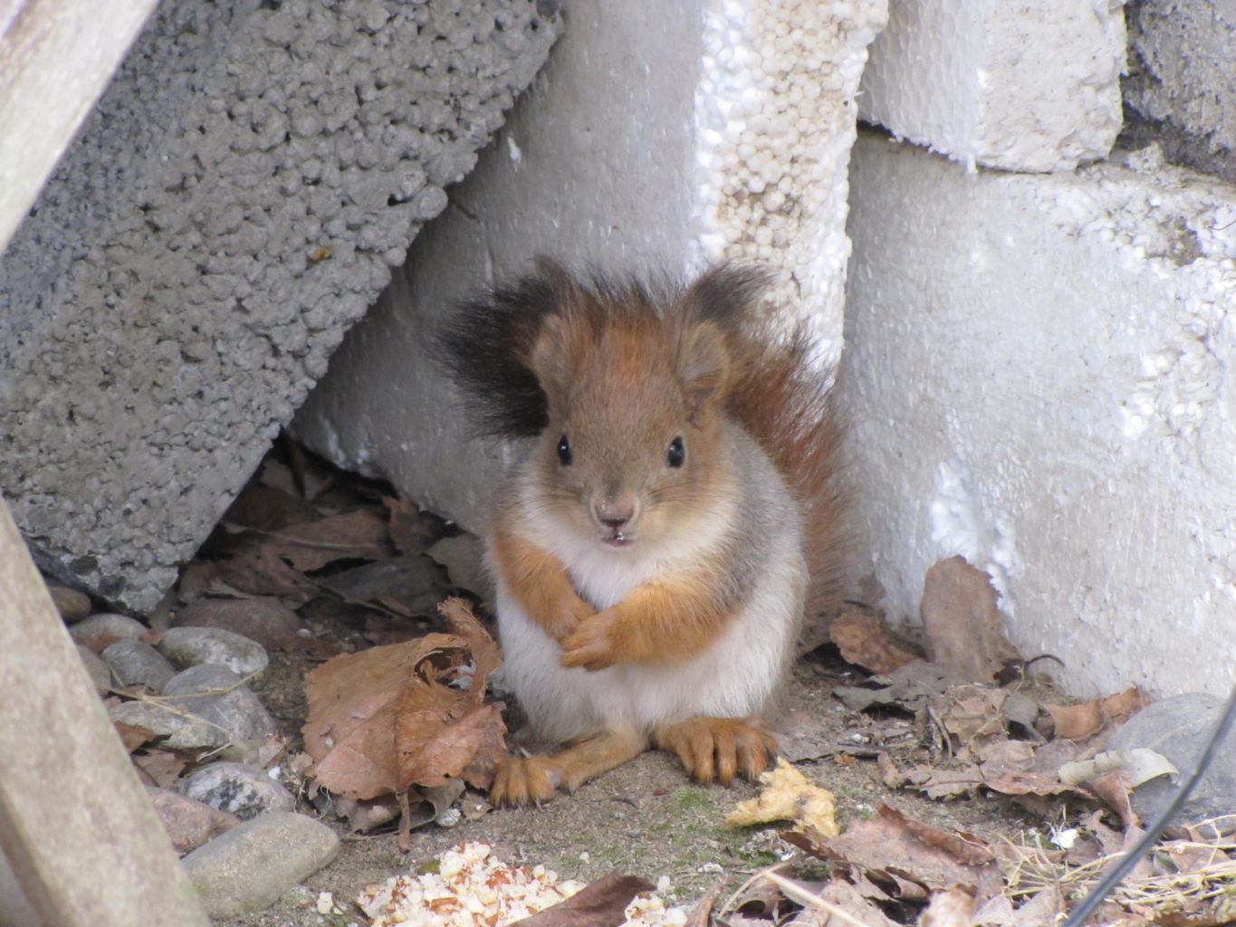 Valokuvaaja: Pirkko Tiittanen