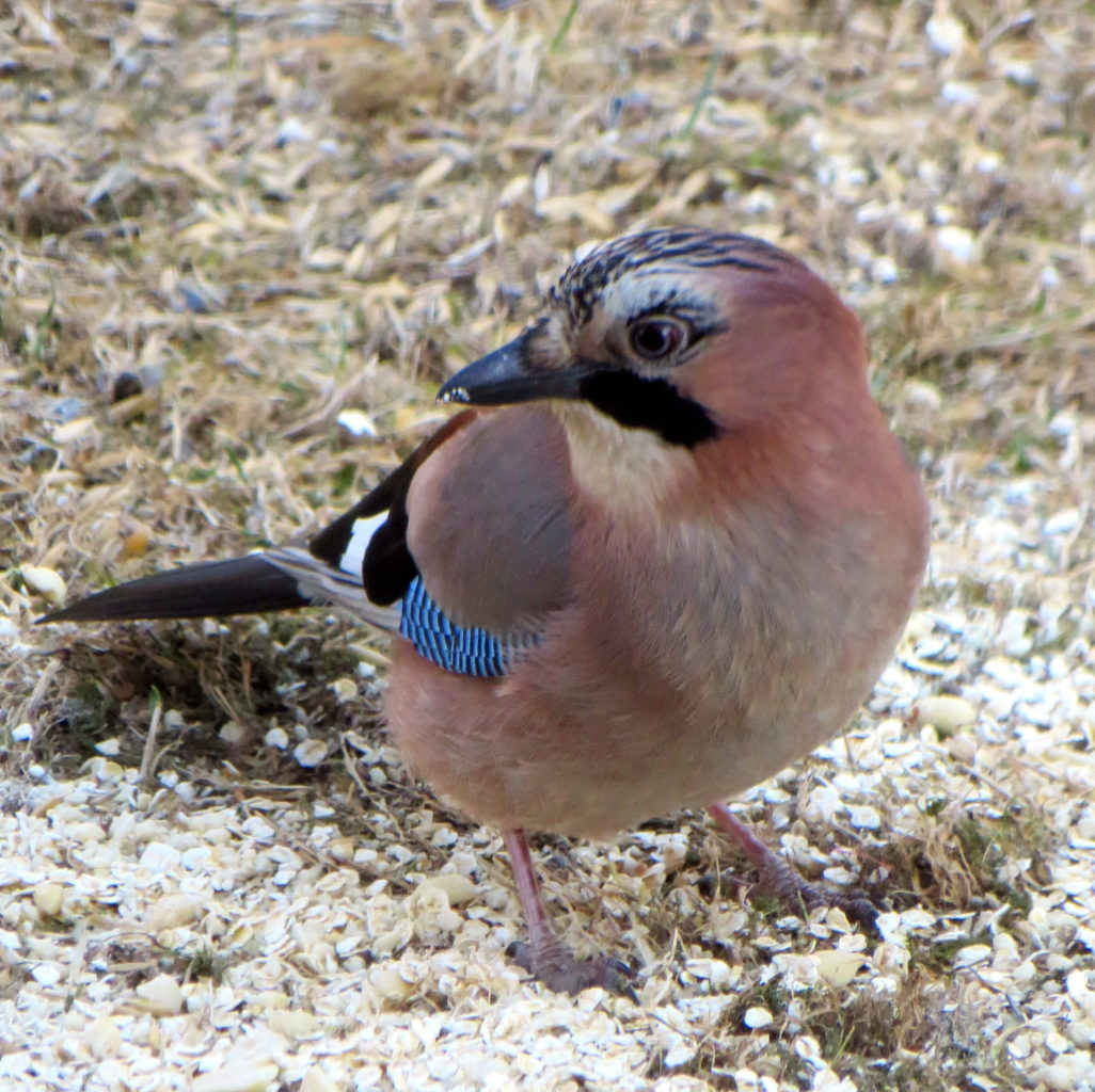 Valokuvaaja: Sirkka Ruotoistenmäki