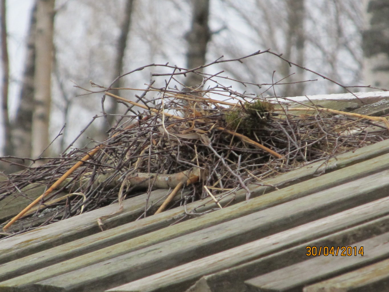 Valokuvaaja: Tuula Makkonen