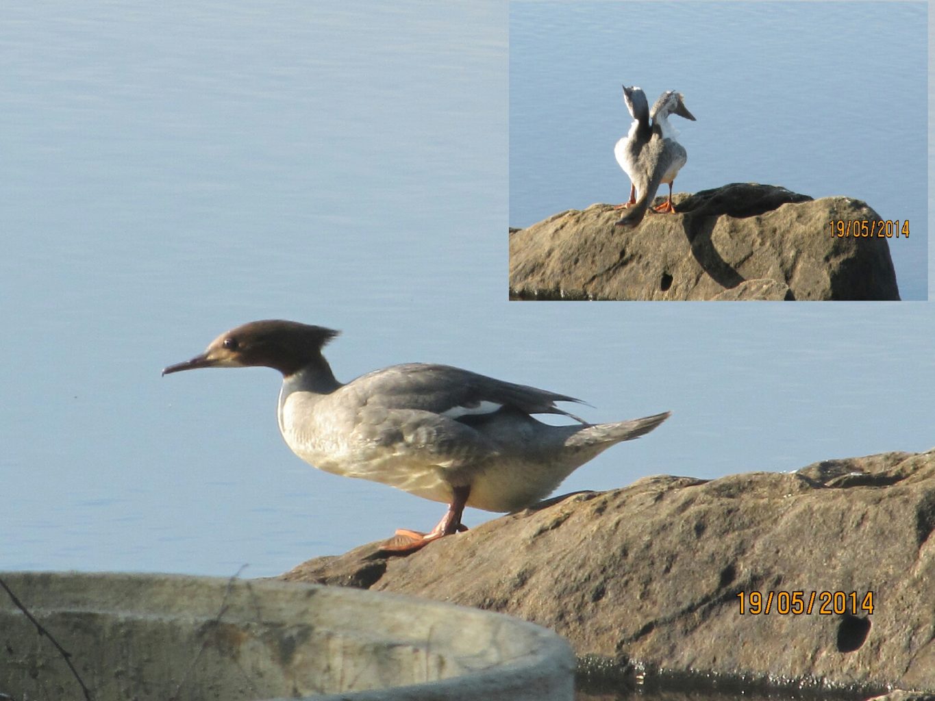 Valokuvaaja: Tuula Makkonen