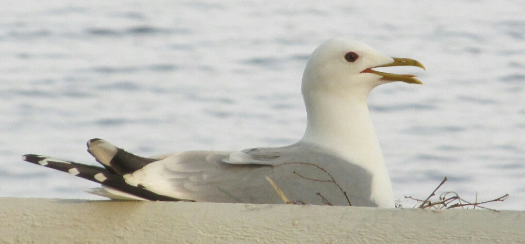 Valokuvaaja: Tuula Makkonen