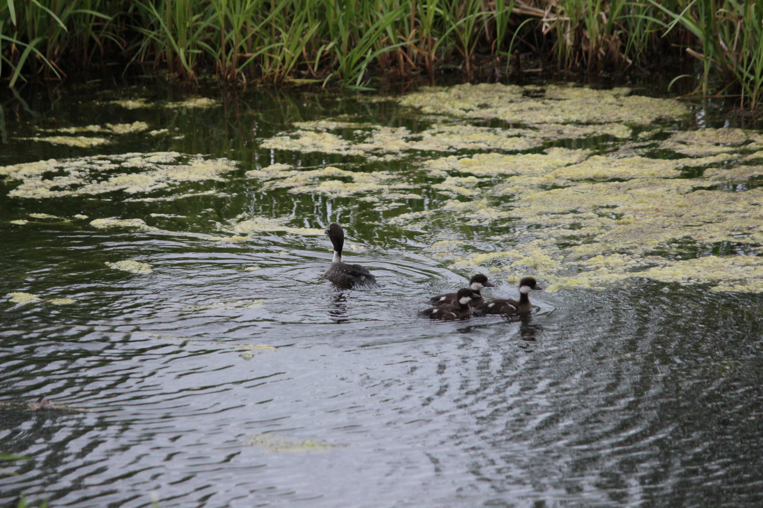 Valokuvaaja: Paija Aila