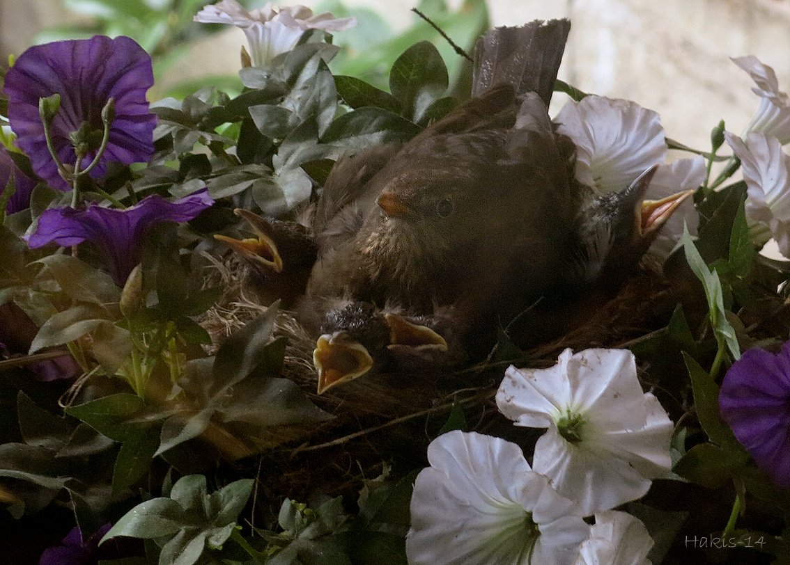Valokuvaaja: Pirjo Hakkarainen Valokuvaaja: Pirjo Hakkarainen