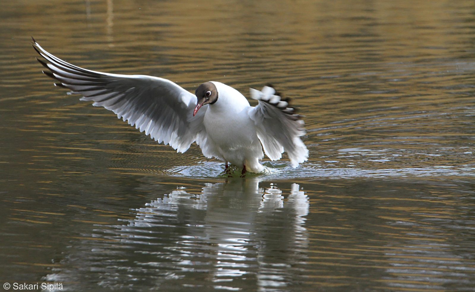 Valokuvaaja: Sakari Sipilä