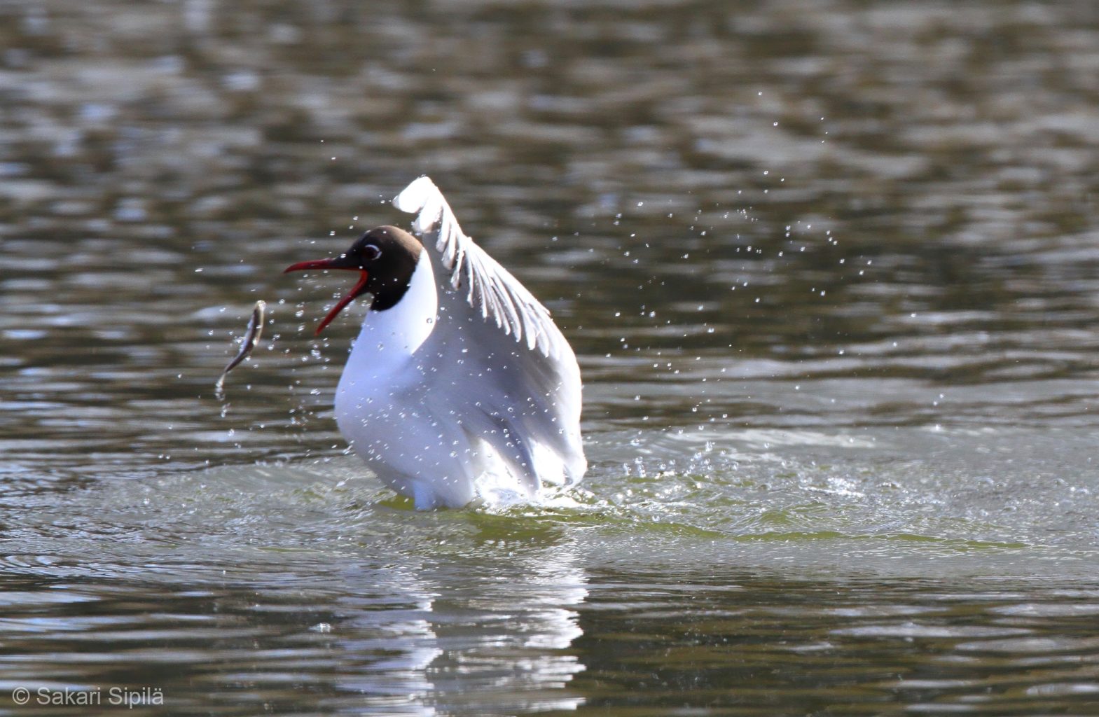 Valokuvaaja: Sakari Sipilä