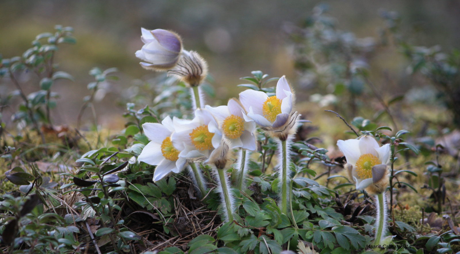 Valokuvaaja: Maarit Cabral