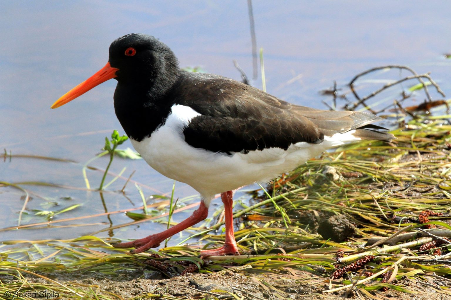 Valokuvaaja: Sakari Sipilä