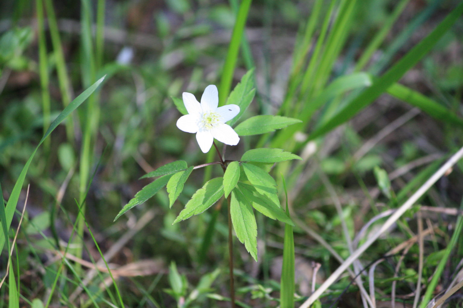 Valokuvaaja: Maarit Cabral