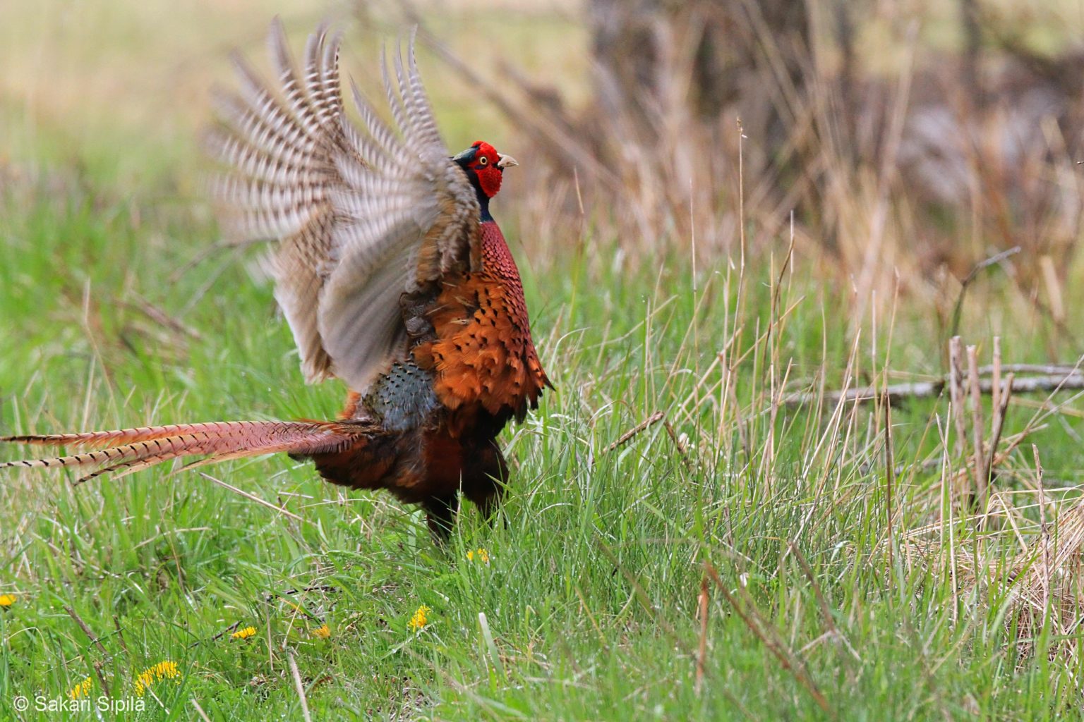 Valokuvaaja: Sakari Sipilä Valokuvaaja: Sakari Sipilä