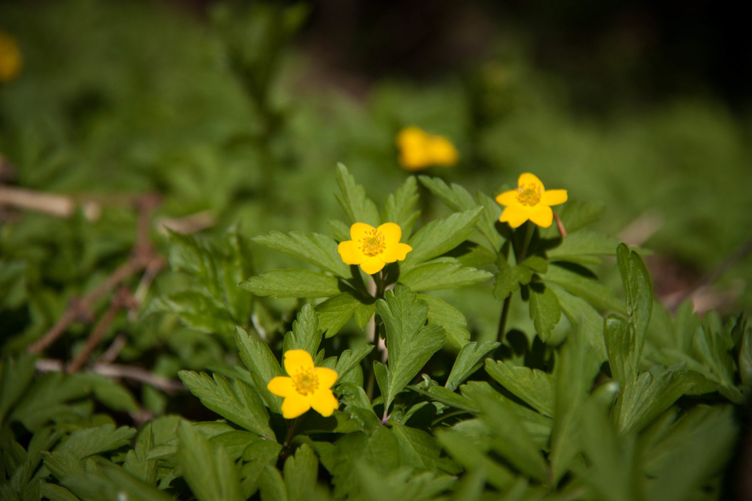 Valokuvaaja: Julia Jacobsson