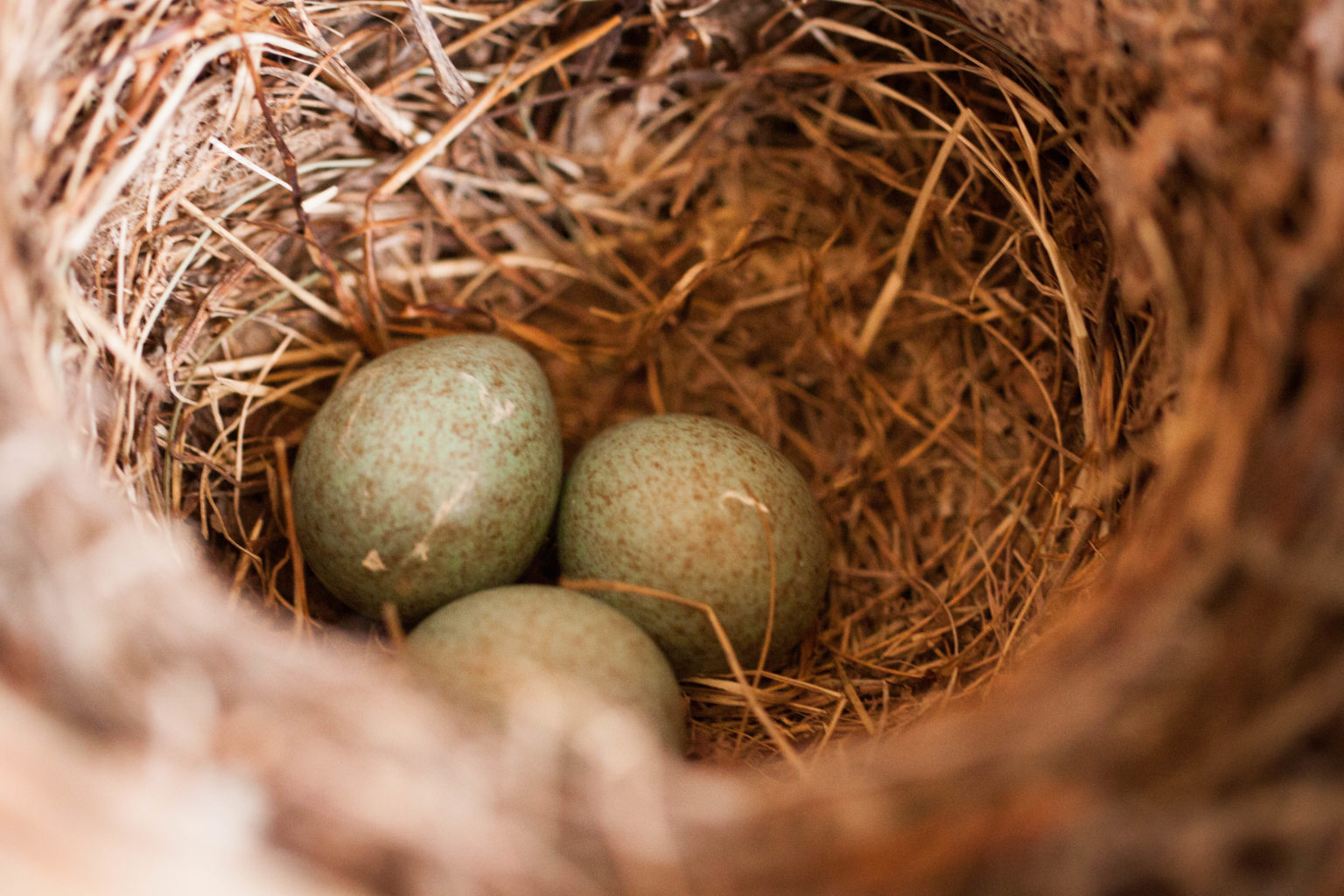 Valokuvaaja: Julia Jacobsson Valokuvaaja: Julia Jacobsson