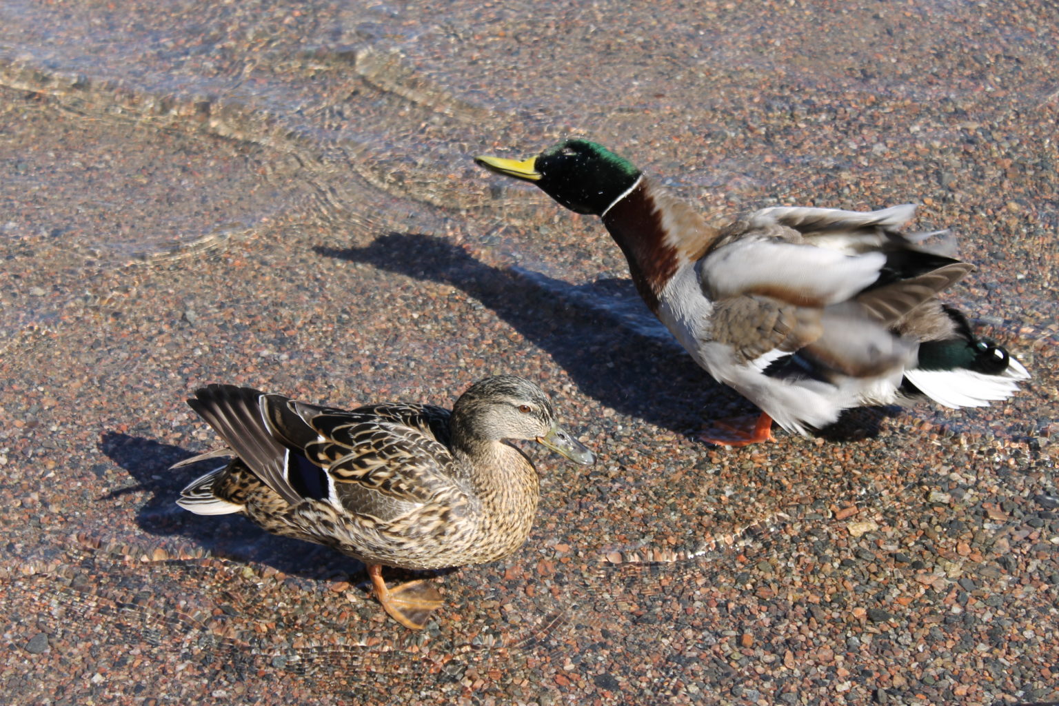 Valokuvaaja: Tiina Halonen