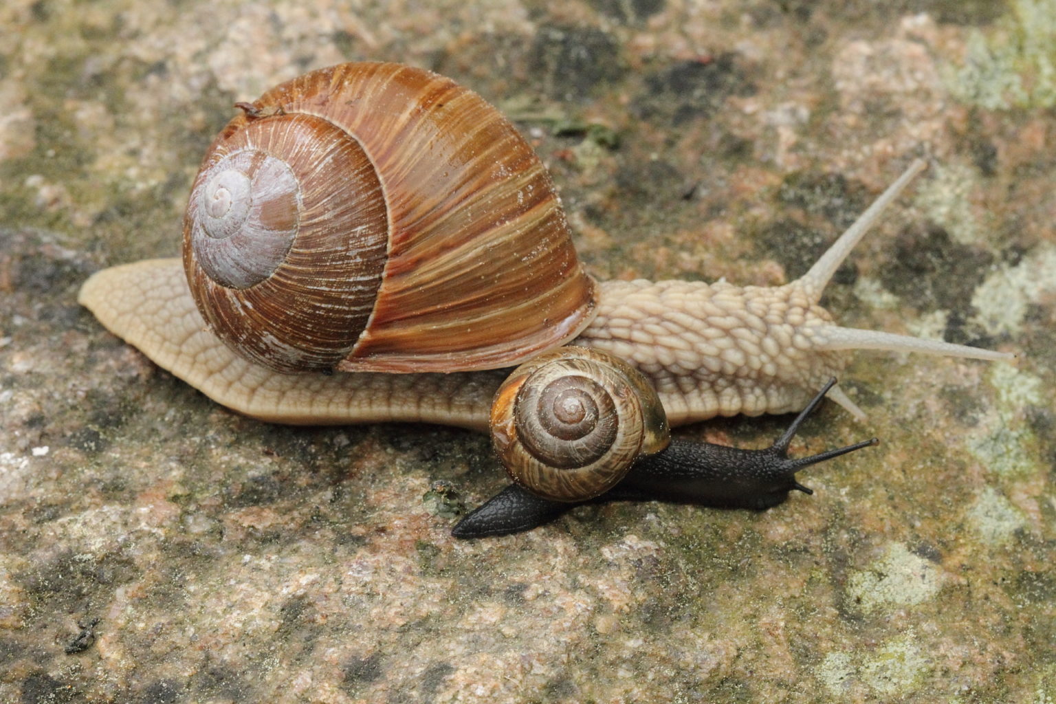 Valokuvaaja: Sanna Tarmi