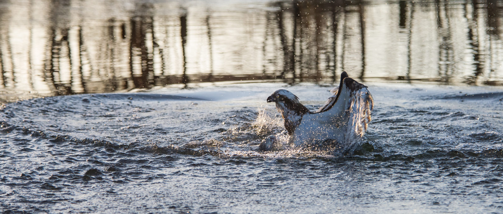 Valokuvaaja: klaus  olsen