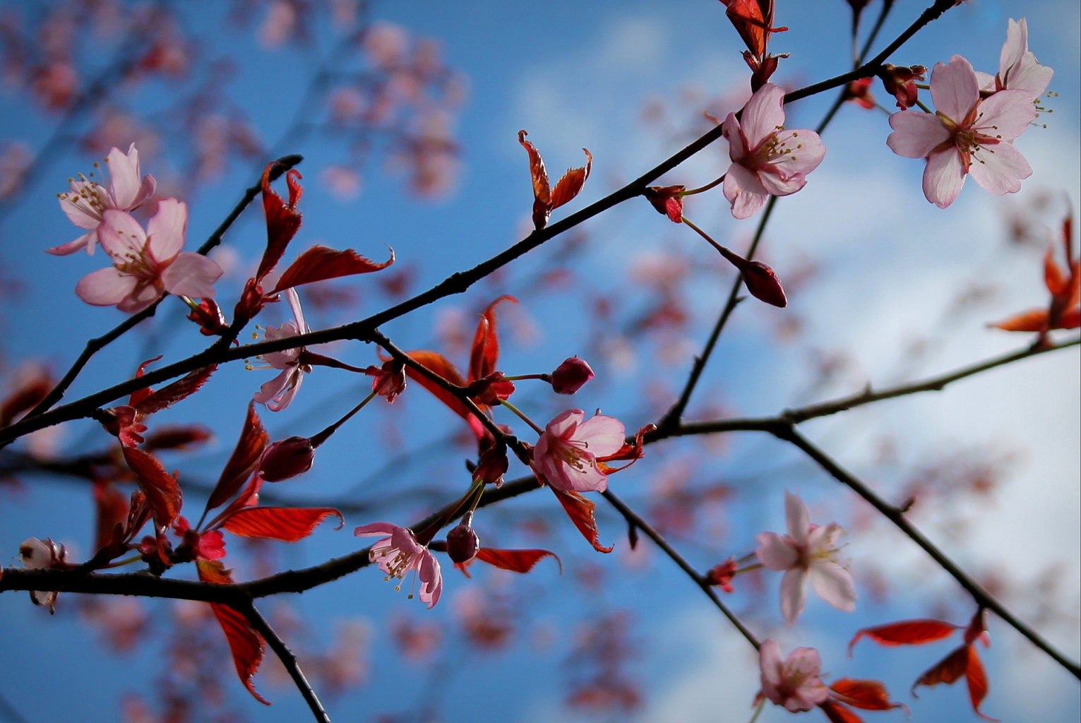 Valokuvaaja: Paula Savelius