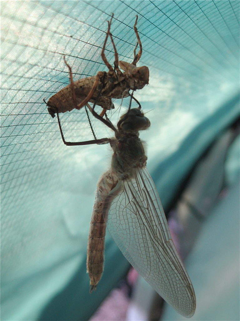 Valokuvaaja: Nora Korri