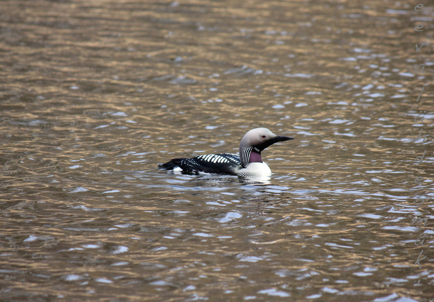 Valokuvaaja: Eeva Lähdesmäki