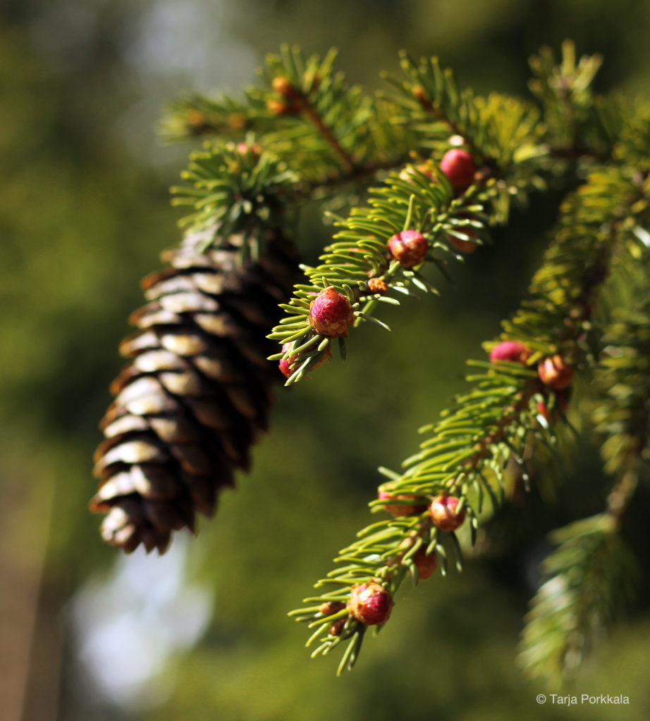 Valokuvaaja: Tarja Porkkala