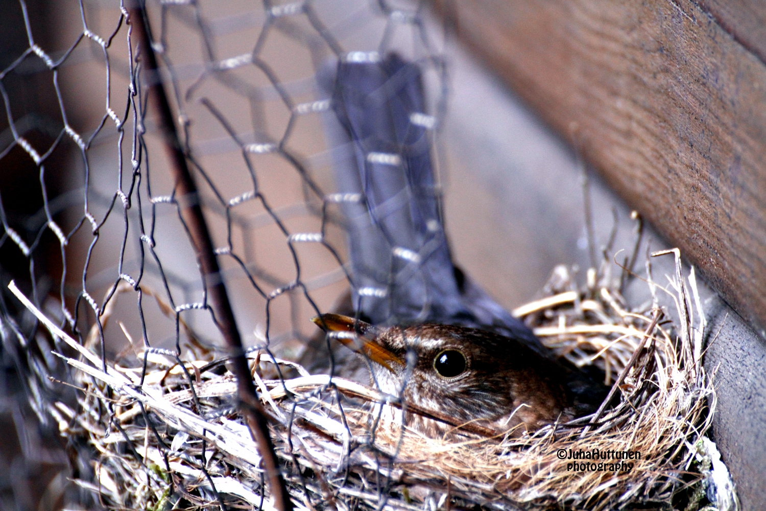 Valokuvaaja: Juha Huttunen