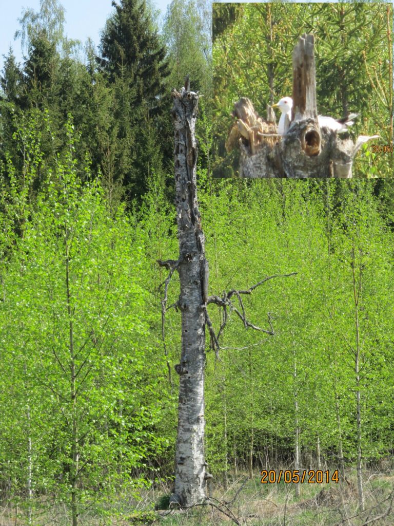 Valokuvaaja: Tuula Makkonen