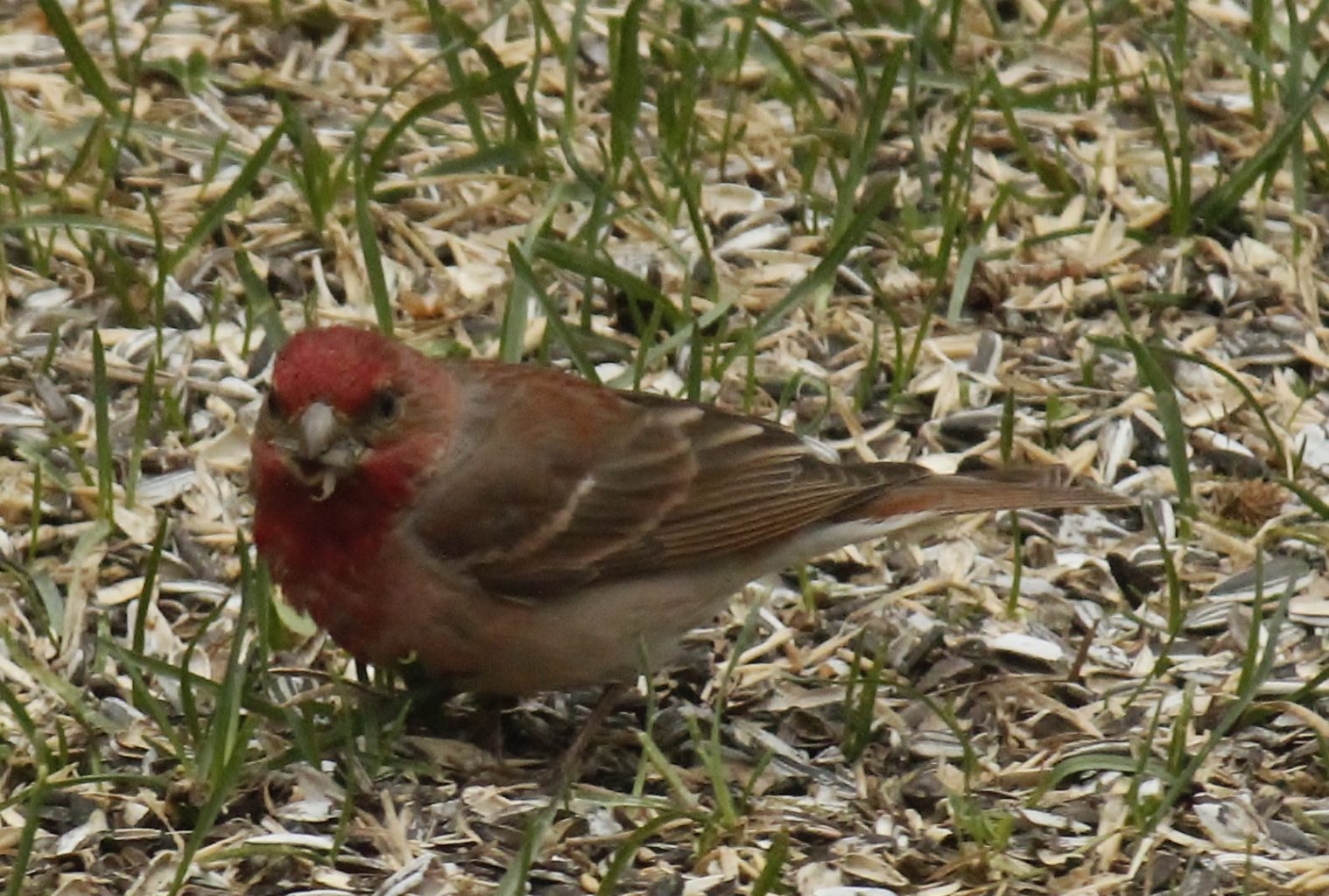 Valokuvaaja: Päivi Ronkainen