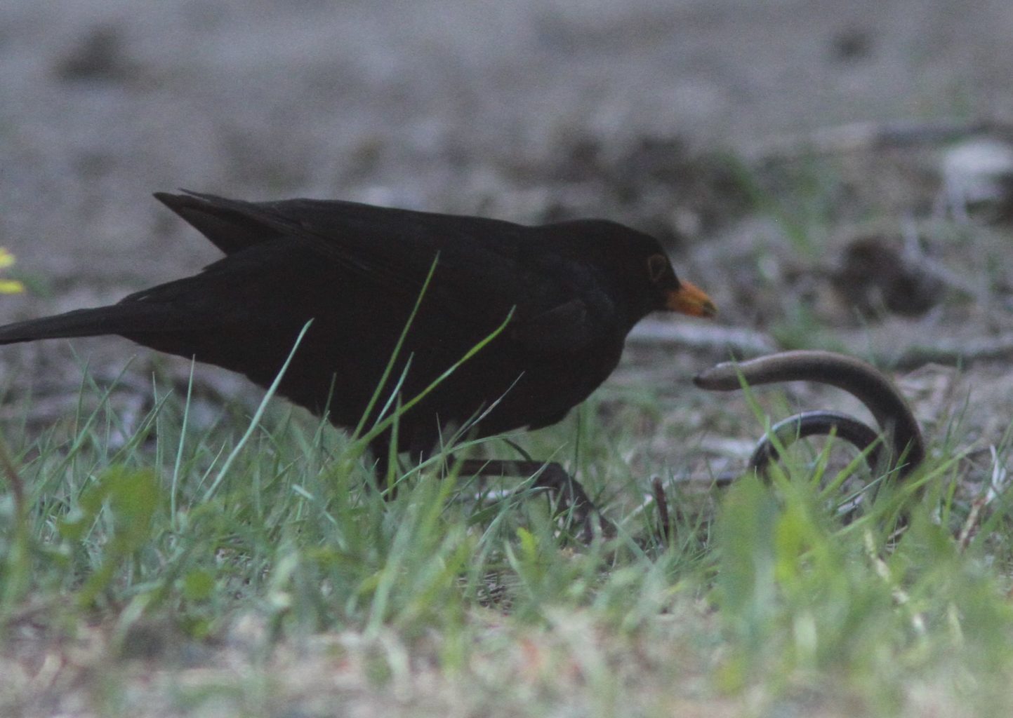 Valokuvaaja: Toni Laaksonen