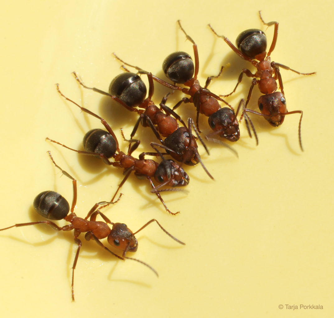 Valokuvaaja: Tarja Porkkala