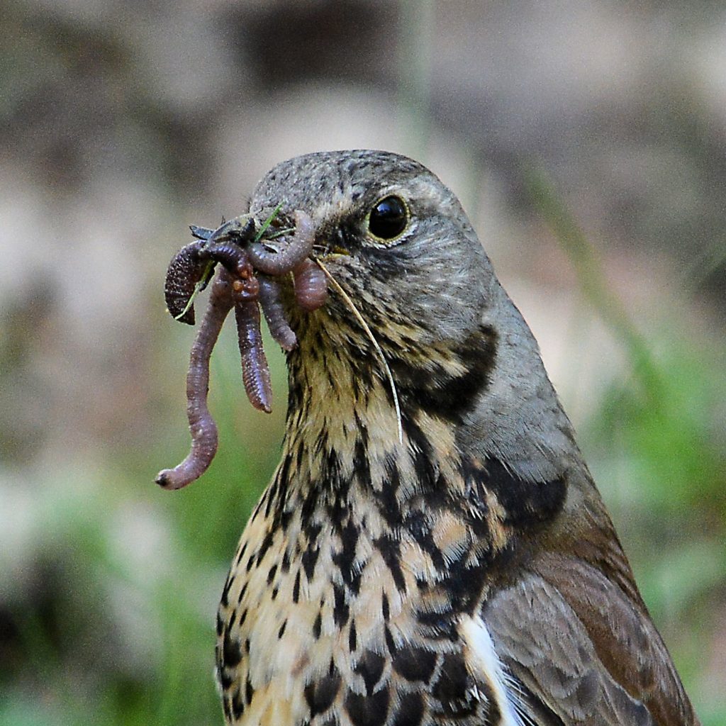 Valokuvaaja: Kari Laakkonen