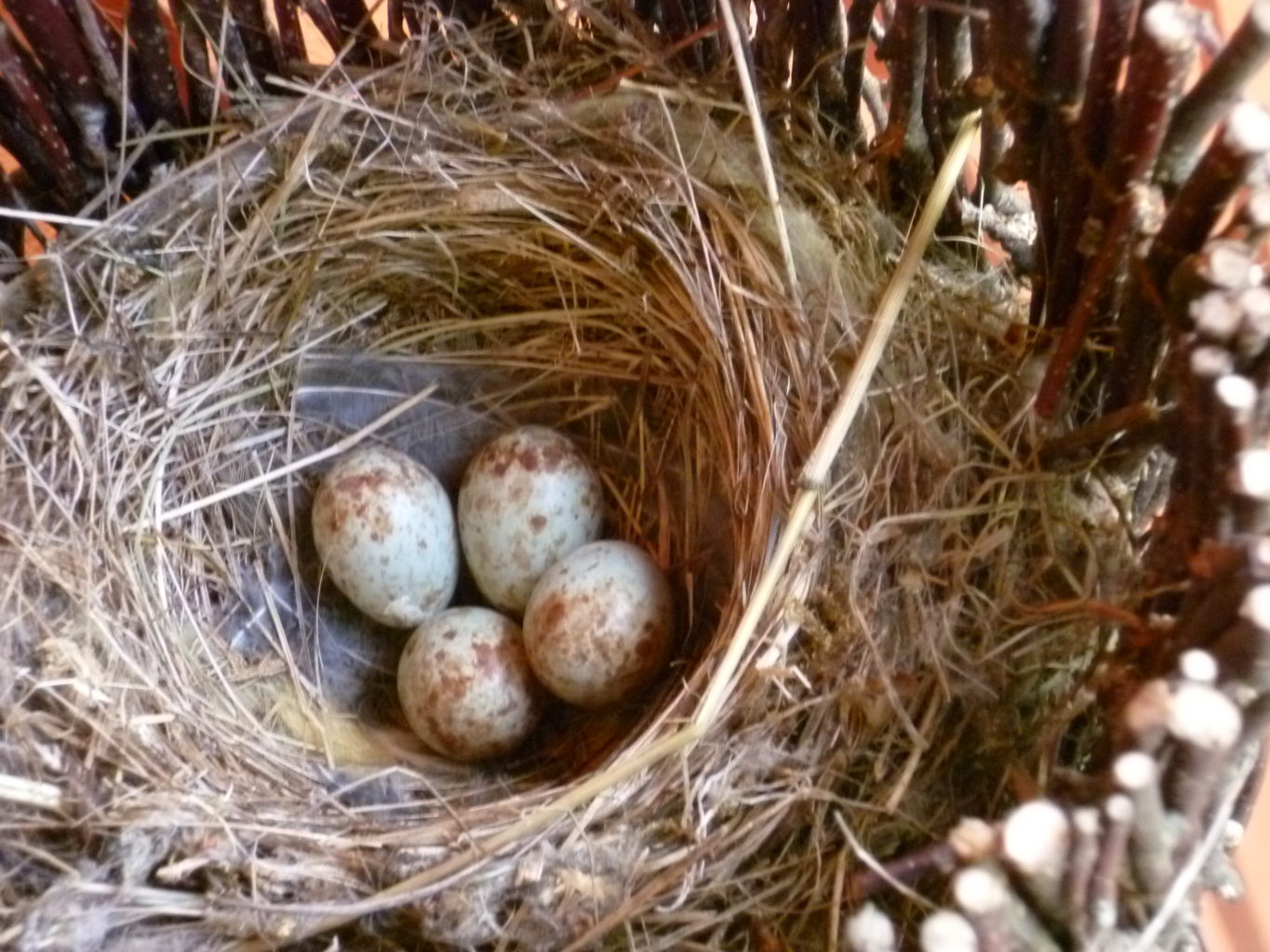 Valokuvaaja: Ritva Korpela