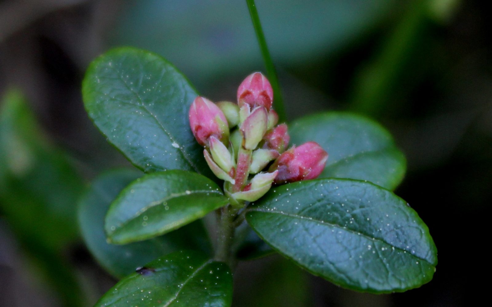 Valokuvaaja: Pirjo Hokkanen