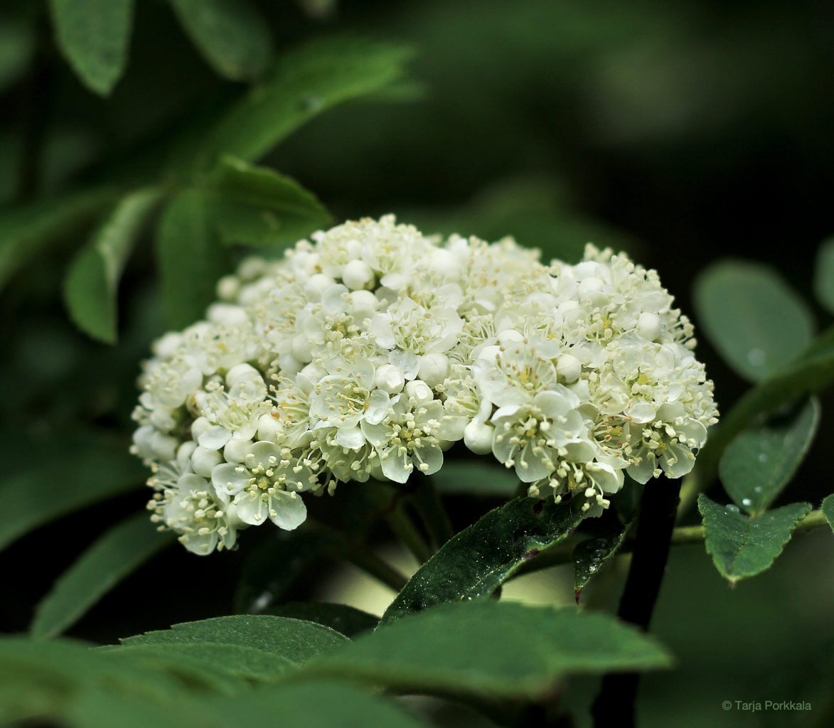 Valokuvaaja: Tarja Porkkala Valokuvaaja: Tarja Porkkala