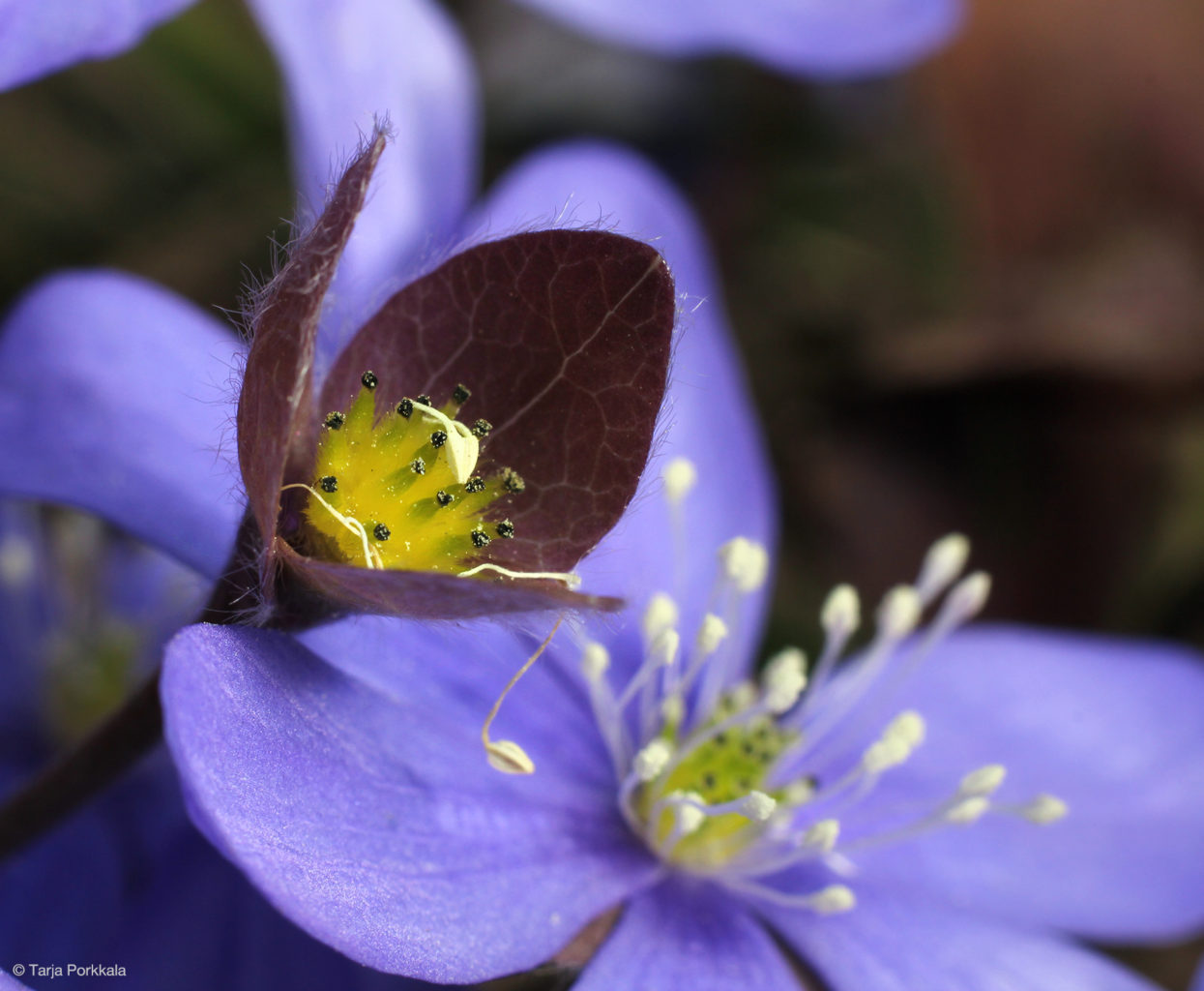 Valokuvaaja: Tarja Porkkala