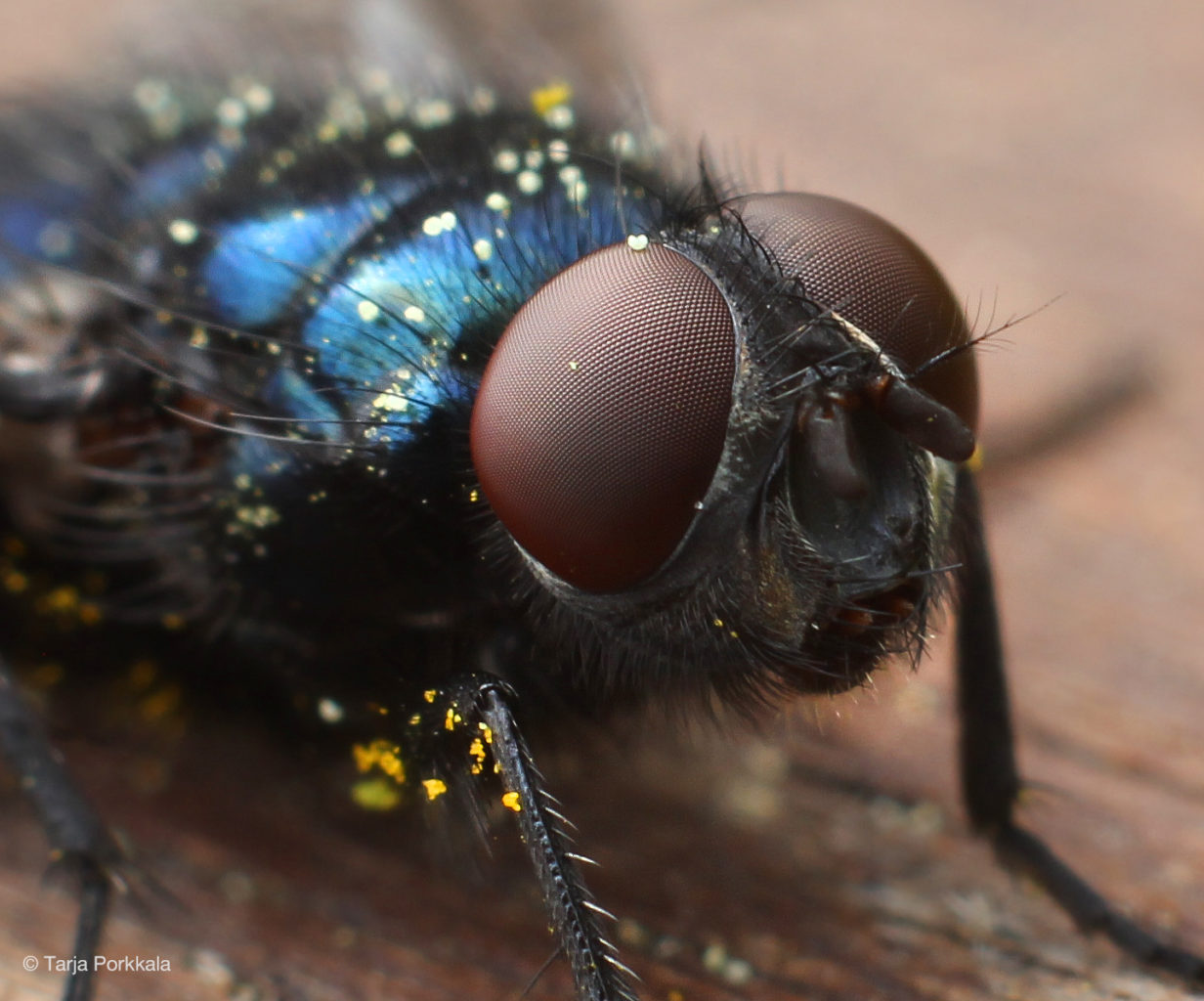 Valokuvaaja: Tarja Porkkala