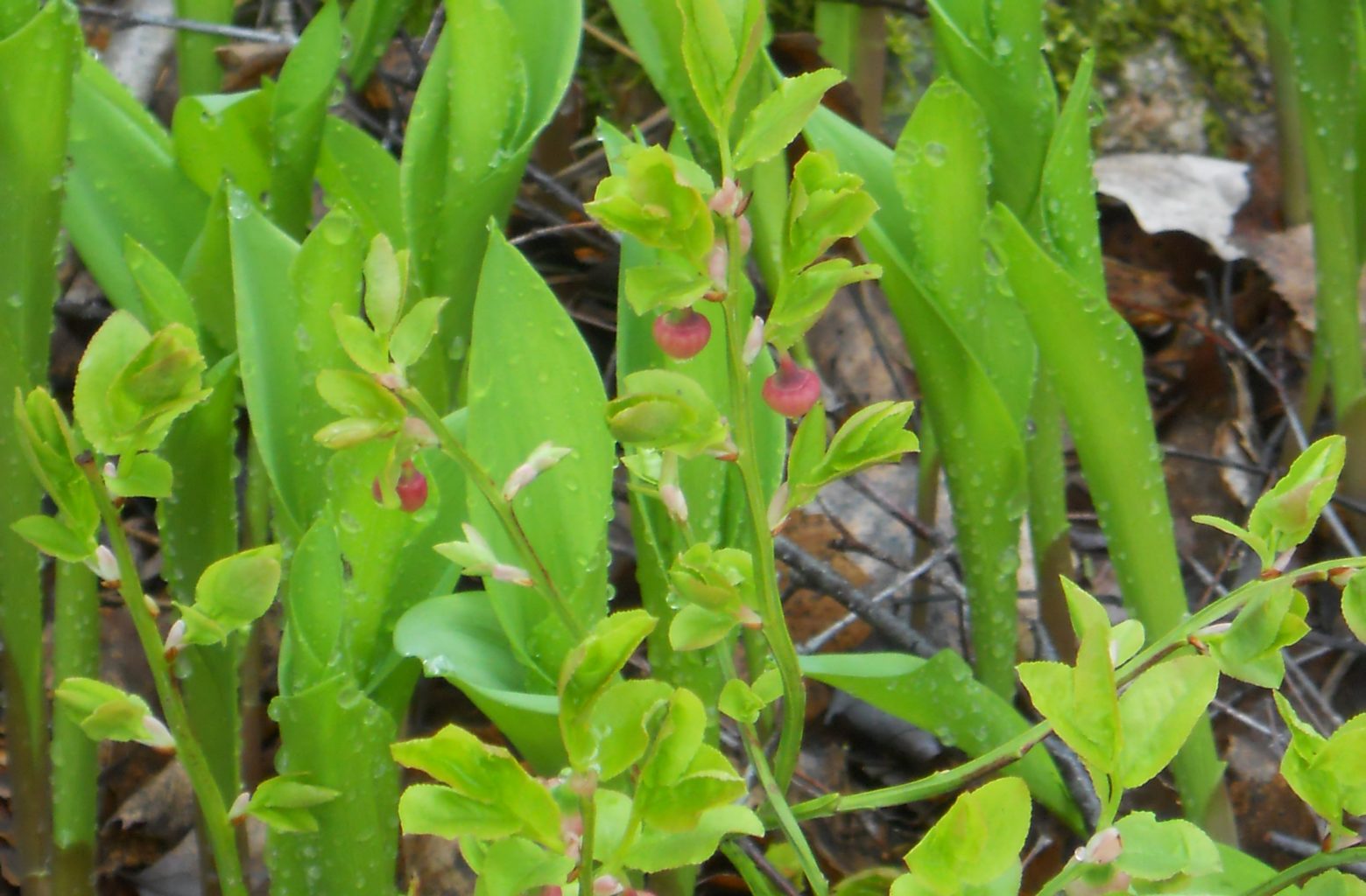 Valokuvaaja: Tiina Arlin