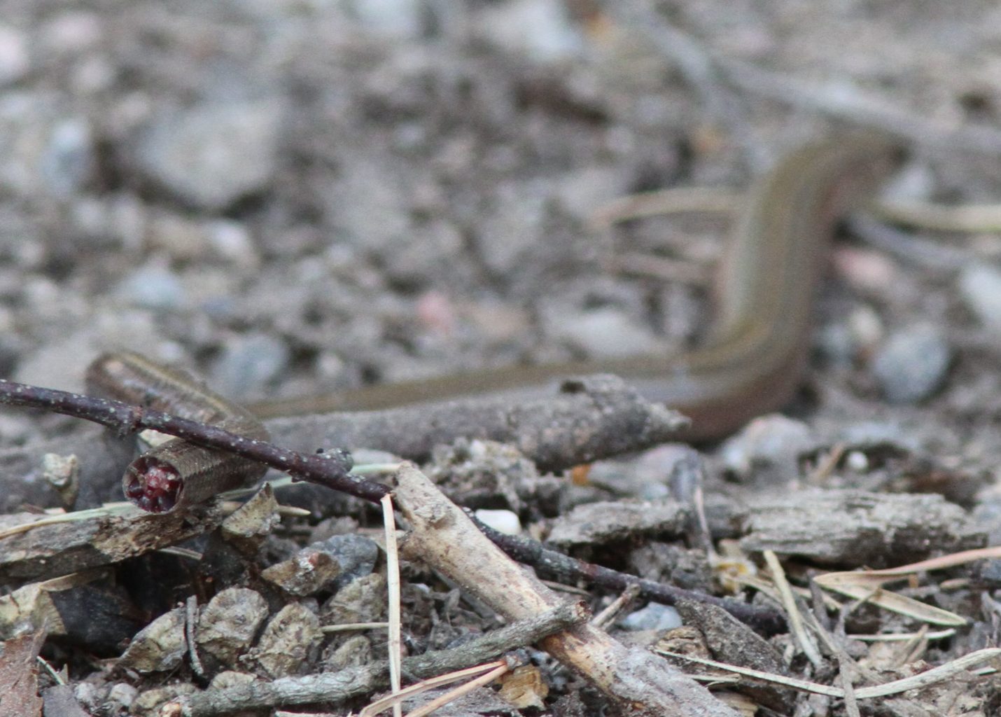 Valokuvaaja: Toni Laaksonen