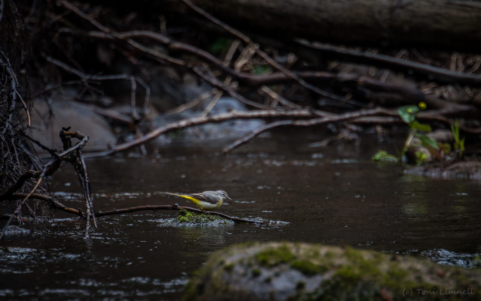Valokuvaaja: Toni Limnell