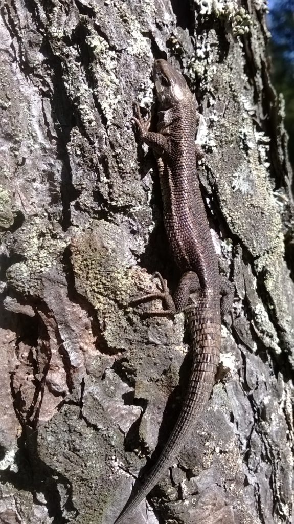 Valokuvaaja: Laura Hellgren