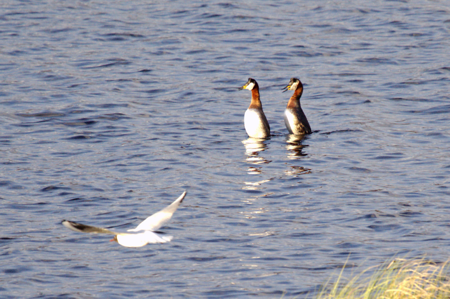 Valokuvaaja: Susanna Hietanen