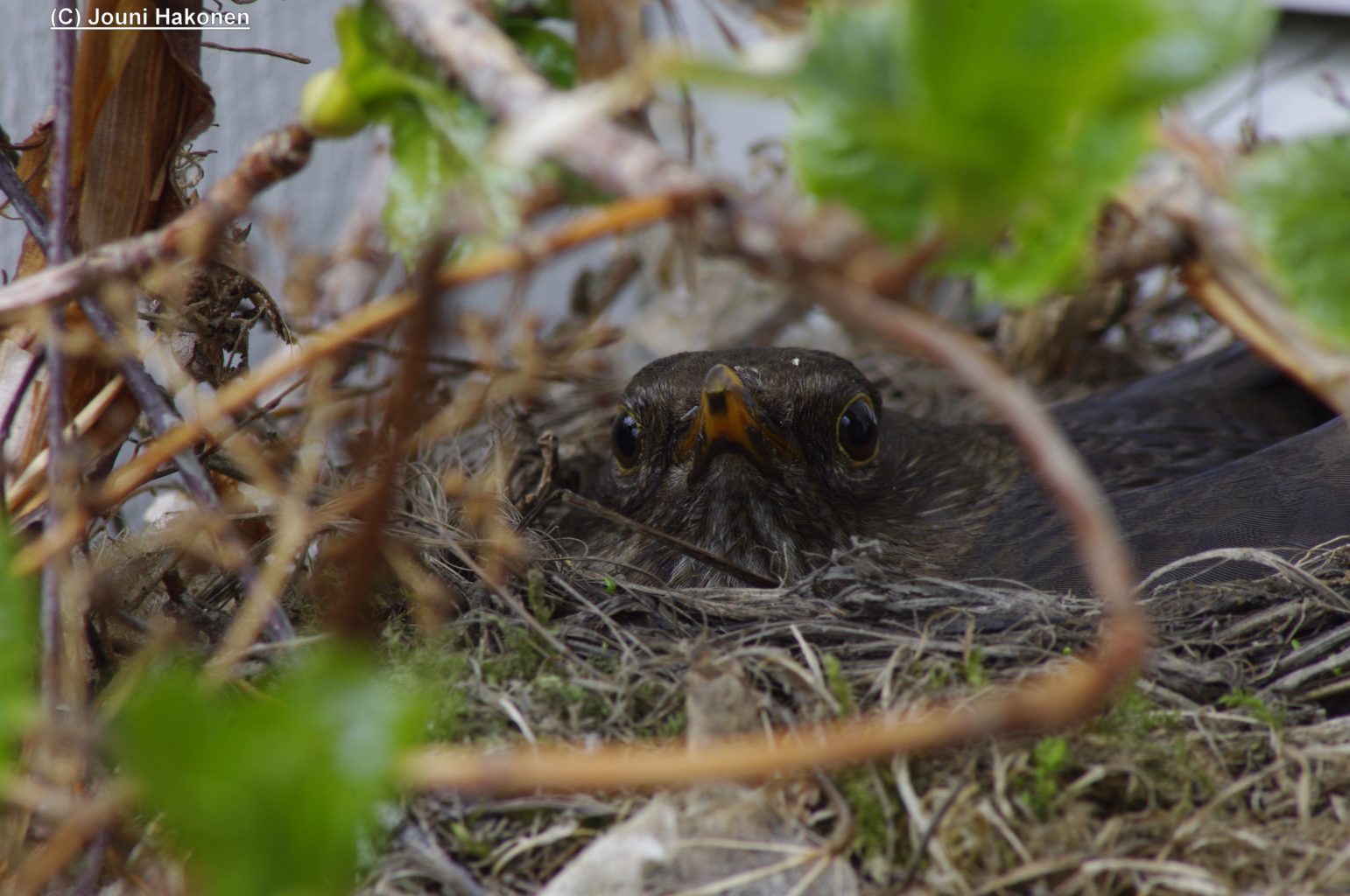 Valokuvaaja: Jouni Hakonen