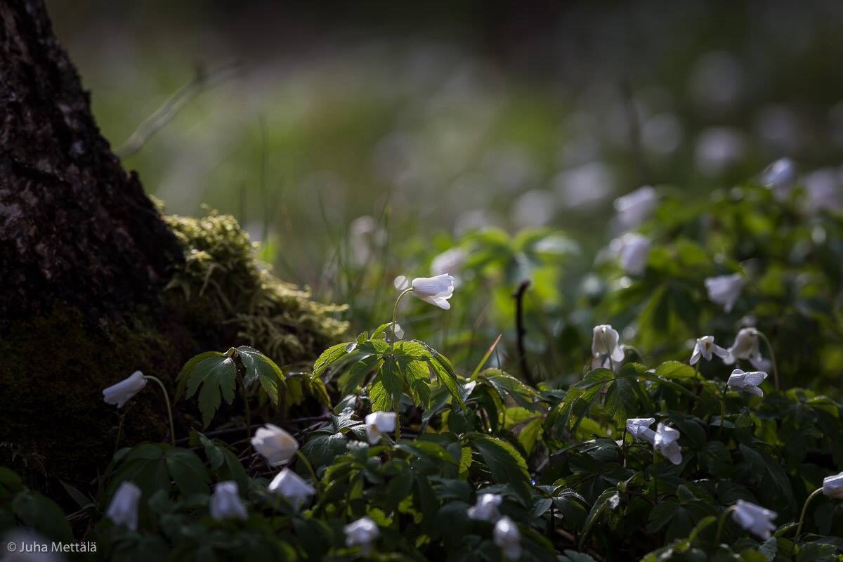 Valokuvaaja: Juha Mettälä