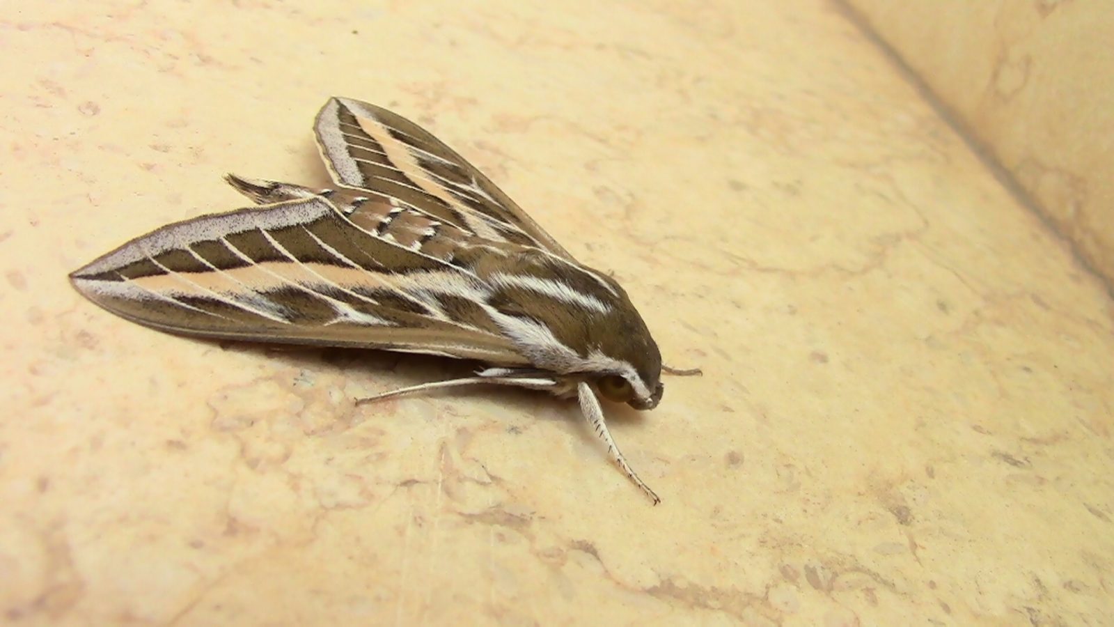 Valokuvaaja: Pia Lampinen