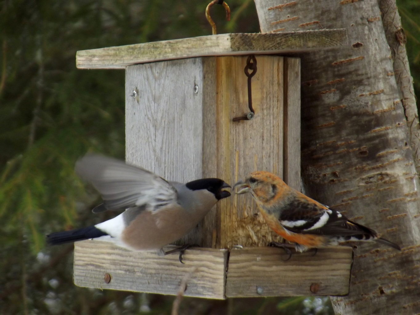 Valokuvaaja: Salme Hopeavuori