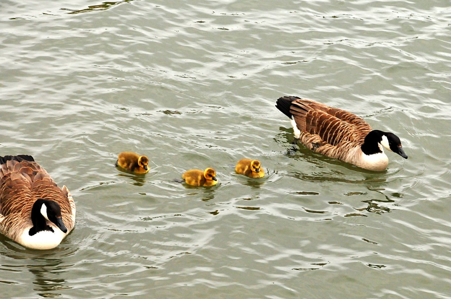 Valokuvaaja: Zdzislaw Huber