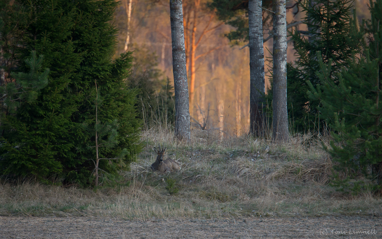 Valokuvaaja: Toni Limnell Valokuvaaja: Toni Limnell