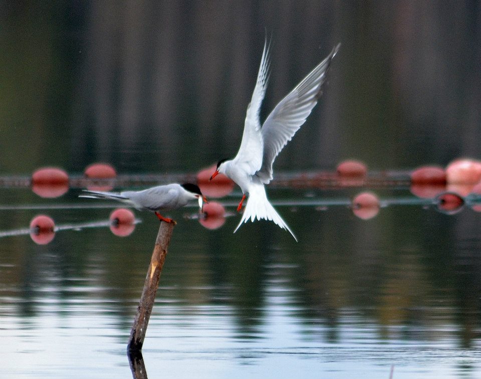 Valokuvaaja: Eija Varjola