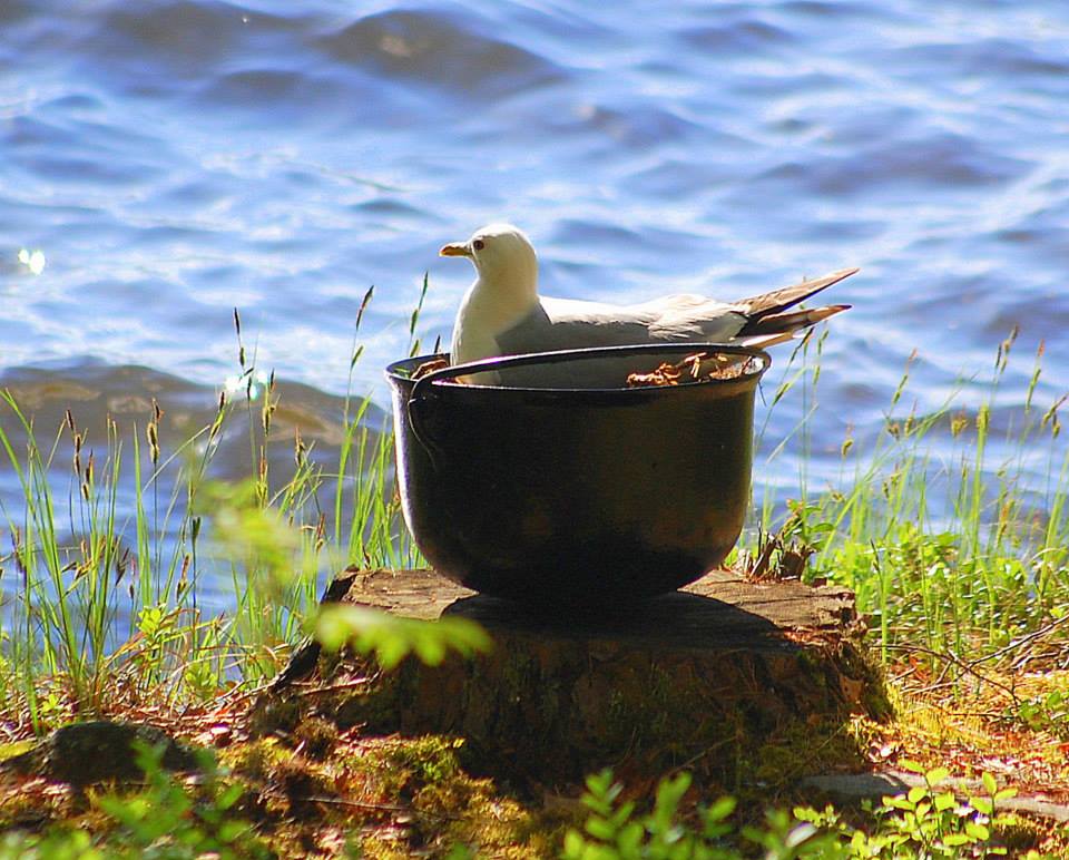 Valokuvaaja: Eija Varjola