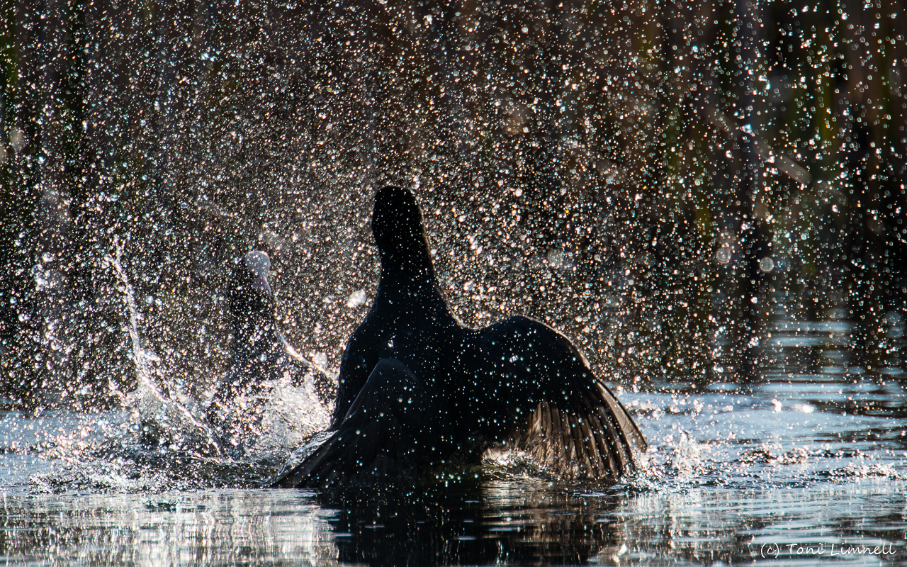 Valokuvaaja: Toni Limnell